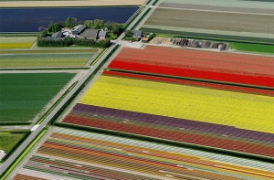 Tulip Fields in Netherlands